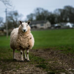 095期开奖结果震撼揭晓,幸运号码正式公布 5akcw16o9s