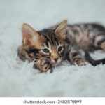 100开奖前后出现的惊人规律大揭秘 z7i8kr2tf